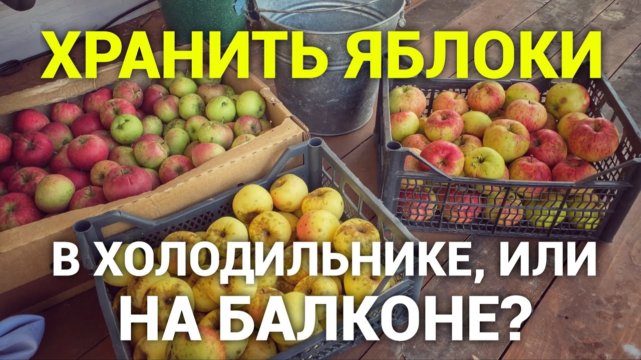 Сколько яблок в холодильнике. Хранения холодильники яблок Россия 2021. Флешмоб аокск Светлогорске яблоки холодильник.