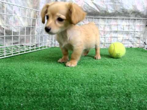 6039 ミックス犬 チワワ ミニチュアダックス ゴールド Youtube