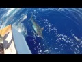 2016 Bermuda Sea Horse | Team Chasin Tail | Blue Marlin