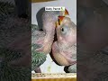 Birdslover parrotlover babyparrot  subcribemychannel