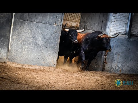 SORTEO | Corrida toros 9 octubre, Fuente Ymbro