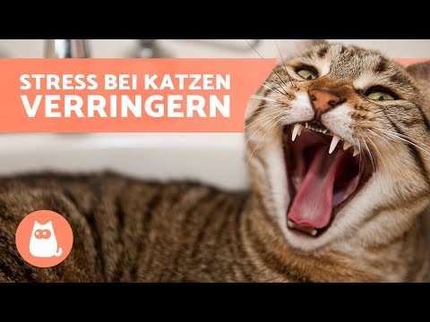 Video: Beschäftigt Dublin Vet Clinic sucht erfahrenen Cat Cuddler