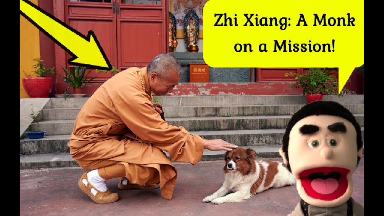 Monks Rescued Dog Shanghai Monk Rescued Over 8,000 Dogs! - YouTube