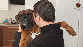 Sunday hugs with my lovely boxer dog