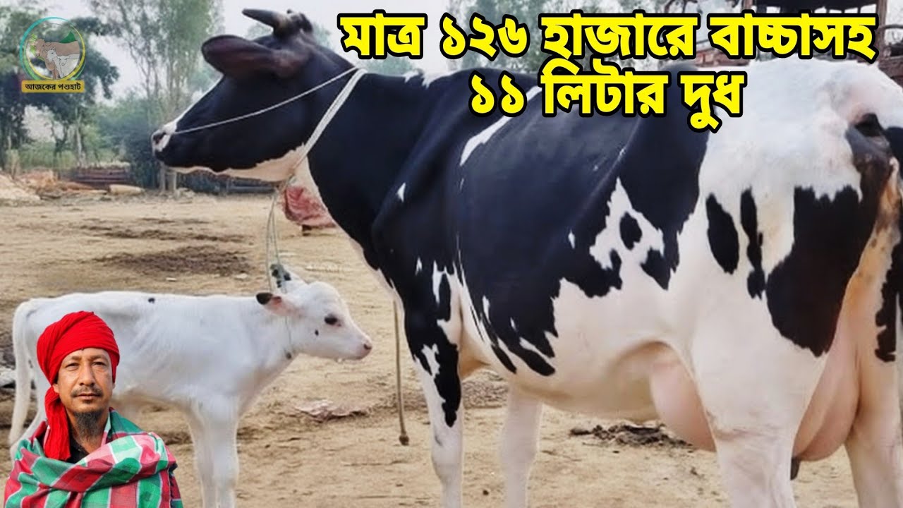 মাত্র ১২৬ হাজারে বাচ্চাসহ ১১ লিটার ও ১৩৫ হাজারে বাচ্চাসহ ১২ লিটার দুধের গাভী। পরের হাটে আরো কমে।