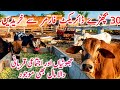Cholistani Sahiwal Dhani Bachre For Qurbani 2026 Near Salem Mandi Bhalwal || Global Village Farming 