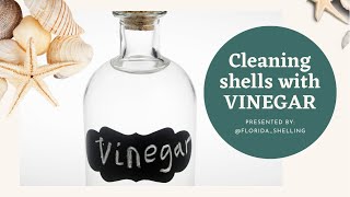 Cleaning shells with VINEGAR! It works!
