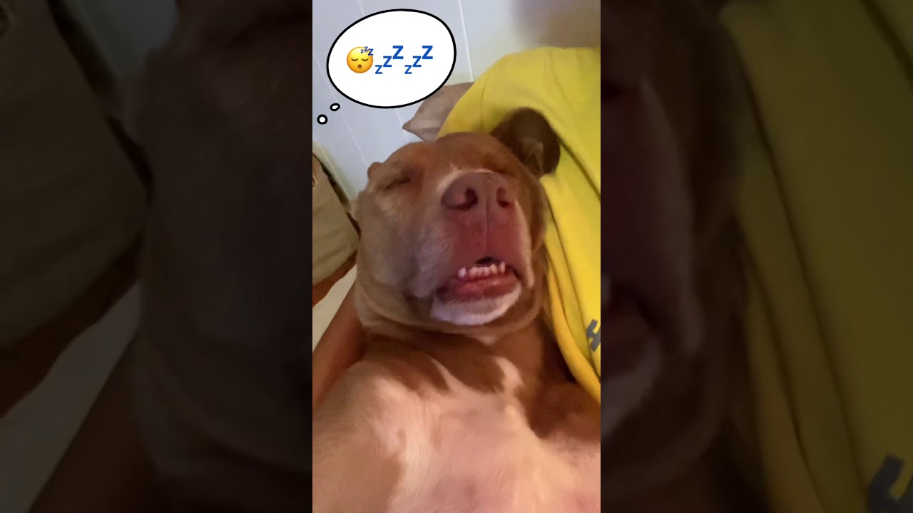 寝顔がブサイクなピットブル Funny Sleepy Dog Shorts Youtube 寝顔がブサイクなピットブル Funny Sleepy Dog Shorts Youtube