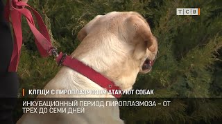 Клещи с пироплазмозом атакуют собак