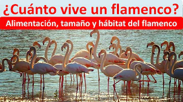 ¿Cuántos años viven los flamencos?