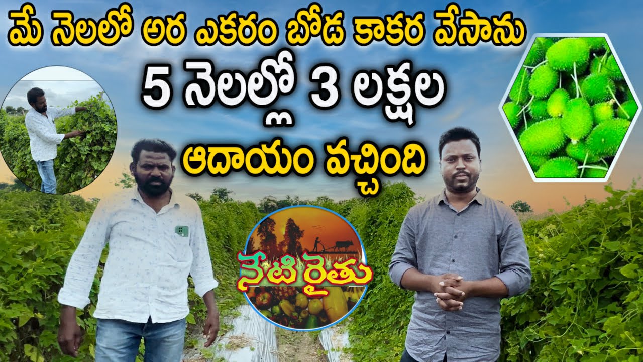 BODA KAKARA SAAGU | SPINE GOURD CULTIVATION | FARMER EXPERIENCE | నేటి ...