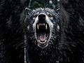 The King of the Wild Wolf#shorts