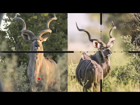 SOUTH AFRICA kudu antelope, Kruger national park (hd-video)