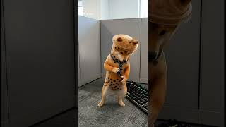 ogging into the family group chat after one work email #officememes #familygroupchat #petlifyapp