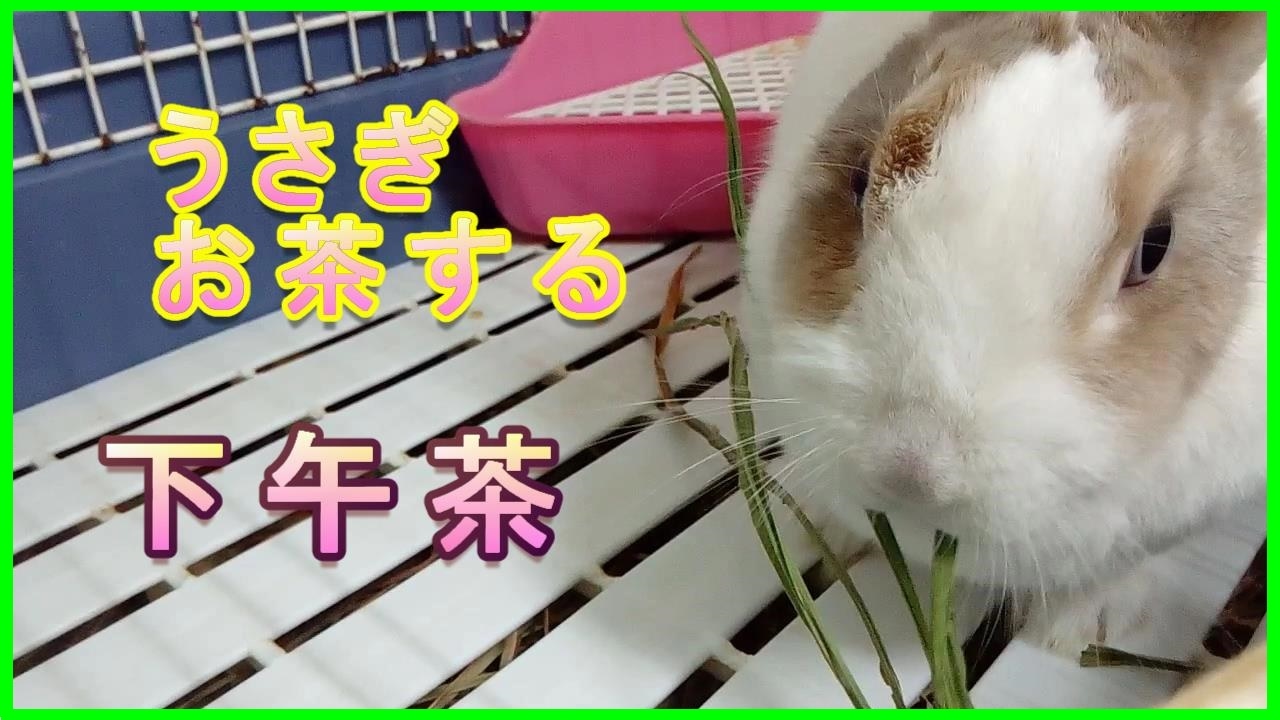 うさぎ お茶する 嘎逼 下午茶 うさぎガビ 兔子嘎逼 Rabbit Gabi 31 Youtube