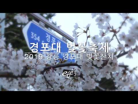 2019 강릉 경포대 벚꽃축제 여행 Gyeongpo Cherry Blossom Festival