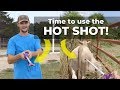 Hot Shot & Calf Working - Part 2