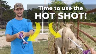 Hot Shot & Calf Working  Part 2