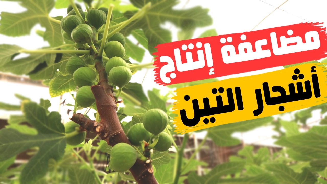 ضاعف بنفسك إنتاج أشجار التين بأقل تكلفة (طريقة حقيقية مجربة)