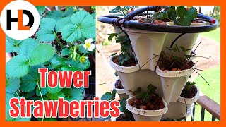 Vertical Hydroponic Strawberry Tower Gardening by House Dad Life 226 views 2 weeks ago 6 minutes, 41 seconds