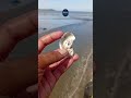 #seashells #snailshell