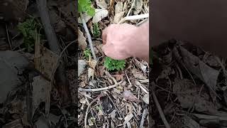 my love for rhubarb (see video description for more context)
I always tell this story because it reminds me of my childhood which is wayyyyy different from what kids experience today. When I was probably around 10 years old, a neighbor friends grandmother and father were eating these plants. I didnt know what they were but they asked me if I wanted to try it and of course I did. It was rhubarb. They had a rhubarb patch by their garage and they told me it was ok to eat the stalks but not the leaves. Rhubarb is kinda like celery in texture but a sour/tart taste when raw or cooked. I like sour stuff, lemonheads were my thing when I was a kid lol. So I was pretty much addicted to rhubarb from day 1. I remember over the years into my teens I would always ask if I could have some and of course it was always available anytime I asked when it was in season. As I got older, I even mowed their yard which gave me the perfect opportunity to monitor the rhubarbs growth so I always knew when it was available. Its kind of funny how experiences like this at a young age can shape your future but you dont even know it. Today, many many many years later, every time I have rhubarb, I am always reminded of the first time I tried it (and that is one childhood memory the chemo and radiation didnt wipe out so thats win-win). Of course, I am able to grow it myself now .... I do just that. I will sample it throughout the growing season, make jams and jellies, cobblers, cakes, pies ..... and since I am a beekeeper, rhubarb has a hidden secret useful for beekeeping (I have to admit I have experimented with it some). That hidden secret is that rhubarb leaves contain oxalic acid which is what beekeepers use to treat mites on bee hives and colonies. Anywho, every year I am always excited to see the rhubarb growing since it is almost always the first thing showing signs of growth after winter is coming to an end (maybe its a tie with the elderberries which imho is usually really a few days earlier than rhubarb on my homestead) ... its one of my favorites, reminds me of my childhood, and also marks the start of a new beekeeping year.
Tips on growing rhubarb:
They are pretty much a plant the crowns 4-6 deep and 3-6 feet apart in direct sunlight and forget them type of perennial plant, meaning they come back every year with very little maintenance. Once planted, the first year you dont want them to go to flower so pick off any buds that start to form (they will be longer than the stalks and not contain leaves) and keep any harvest to a minimum (if you bought 2 year old crowns or someone gifted you rhubarb, you can take a little the first year to sample but you really want them to focus on growing a good root system - the second year you can take up to 1/4 of the growing stalks and each year after you can harvest 1/2 of the growing stalks). Rhubarb can grow for 20 plus years ... which when you consider how bountiful they are, that is a rather cheap investment cost even if you bought them commercially that just keeps on giving year after year after year (its even better if you can get them free from someone doing splits aka dividing the roots). They dont require a lot of maintenance because they shade the ground under where they are growing so weeding isnt too much of an issue. They usually dont require additional nutrients outside of whatever your soil provides. The ONE maintenance item they need done on established plants is every 5-7 years you need to divide the roots (some people dig them up and split them with a knife but I literally take a shovel and go to the center of the plant and insert the shovel into the soil deep enough to split the plant in half. Then remove 1/2 of the plant and gift it to another person or plant it at least 4-6 feet away to be honest, I usually only do about 3-4 feet away as in the video - splitting the plants root keeps them from getting crowded and keeps them vigorous). You harvest rhubarb as soon as the stalks start forming but before they start turning woody. I usually prefer them about the size of celery stalks at the area right before the leaf growth starts (on celery stalks) so maybe 1/2 - 1 wide. If they get any larger, they will start to get woody .... you will tell when that is when you go to bite into it.
Using rhubarb:
There are gobs of rhubarb recipes online and I have several on my youtube channel. I almost always make strawberry & rhubarb jam, spiced rhubarb jam, rhubarb cobbler, rhubarb pie, rhubarb cake, rhubarb ice cream. Since rhubarb is often described as sour or tart, it pairs well with sweet ... just like chinese sweet and sour sauce lol. Dont eat the leaves!
Simple Diy Strawberry Rhubarb Jam Recipe! https://www.youtube.com/watch?v=fk2ZTqlh_kw
amazing sourdough rhubarb strawberry lemon cake https://www.youtube.com/watch?v=sWGB1QZLCos
home made ice cream the month June strawberry rhubarb https://www.youtube.com/watch?v=1yx9cc25DBQ my love for rhubarb (see video description for more context)