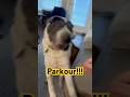 It S Too Early For Parkour Dog Puppy Sharpei Parkour Breakfast Coffee Breakfast It S Too Early For Parkour Dog Puppy Sharpei Parkour Breakfast Coffee Breakfast