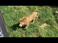 Гек и тигры! An adult lion and young tigers!