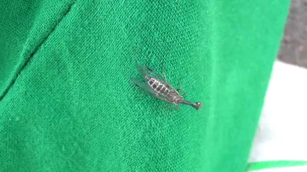 Phaeostigma major - Kamelhalsfliege (weiblich)