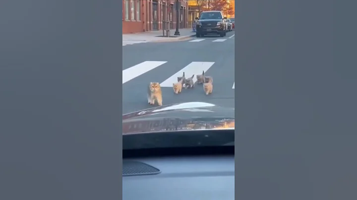 Video 11845821: british shorthair kittens, british shorthair mom, kitten walking, mom cat