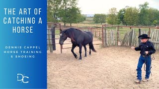 DC The Art of Catching a Horse