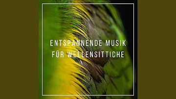 Welche Musik ist gut für Wellensittiche?