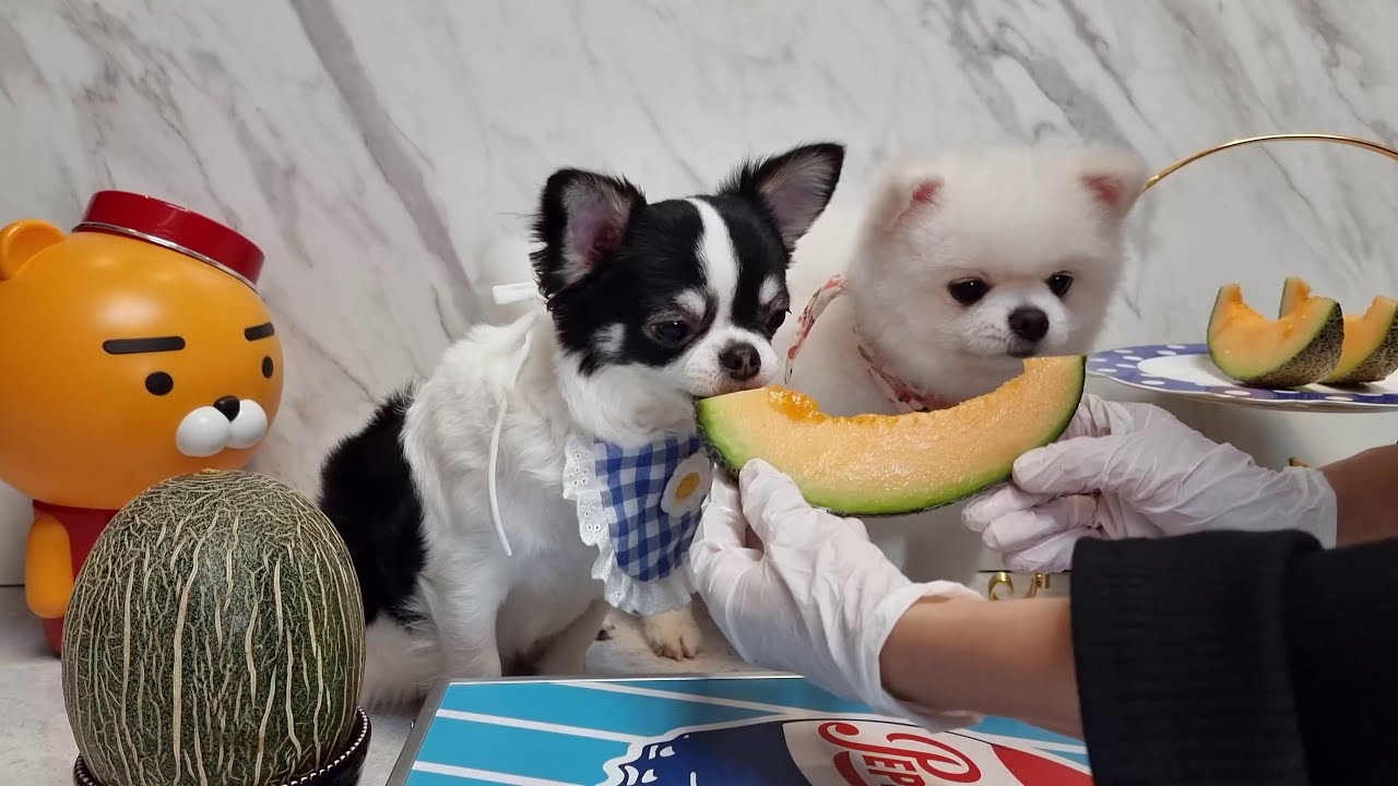 강아지 멜론 먹방 ASMR(Dog melon eating ASMR) YouTube
