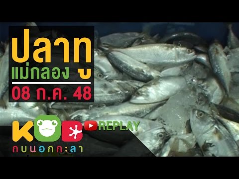 ยอดเชฟไทย (Yord Chef Thai) 27-05-17 : ปลาทูต้มขมิ้น. 