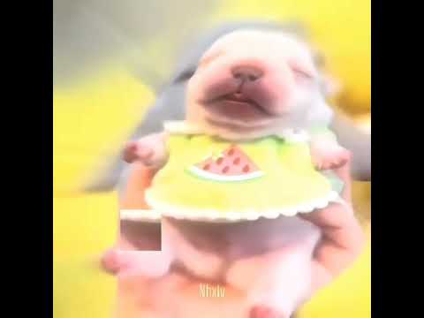 I AM PIBBLE WASH MY BELLY #funny #youtubeshorts #yt by pingu-patata 