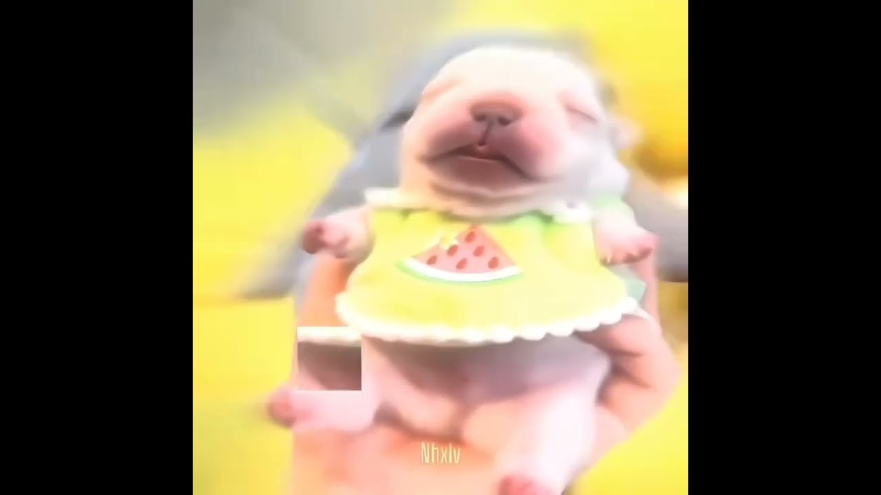 I AM PIBBLE WASH MY BELLY #funny #youtubeshorts #yt — pingu-patata  YouTube video