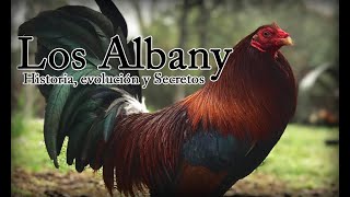 The Albanys: History, Evolution, and Secrets