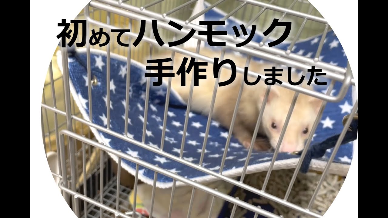 初めてフェレットのハンモック手作りしました Youtube 初めてフェレットのハンモック手作りしました Youtube