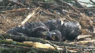 The morning of May 3 at the Decorah Eagles North nest Explore Live Nature