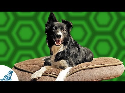 Teach Your Dog To Go To Bed And RELAX - Professional Dog Training Tips