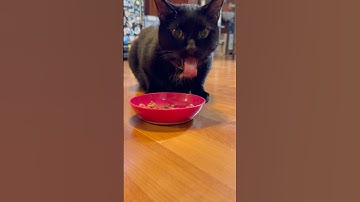 🐱 Adorable & Funny Cat Video Compilation 😻 Perfect for Cat Lovers #catsofyoutube