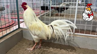 Gamefowl Conditioning Exercise: The Scratching Pit