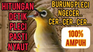 Pleci Bahan Ombyokan Pasti Langsung Respon Nyaut Rajin Bunyi Dengan Pancingan Pleci ini