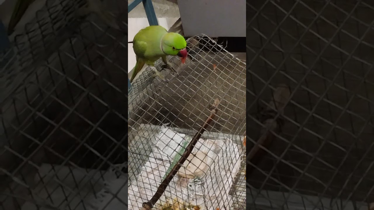 Mitthu Mera tamatar Kha Raha Hai🥰🥰🦜#talkingparot #petbird #youtubeshorts #birds #🦜