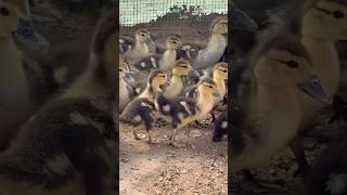 Adorable Baby Ducks Playing | Cute Ducklings Video  🐥 #BabyDucks #CuteAnimals #babyducks