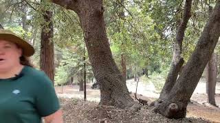 Lake Arrowhead Memorial Tree #316 | Better Place Forests
