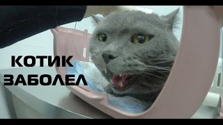 КОТ ЗАБОЛЕЛ | ЩЕНОК ИГРАЕТ В ХОККЕЙ | ШИНШИЛЛА НЕРВНИЧАЕТ