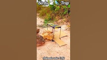 Amazing Quail Trap – Smart & Easy Method! 🪤🦆 #shorts #birds #shortsfeed #viral #animals