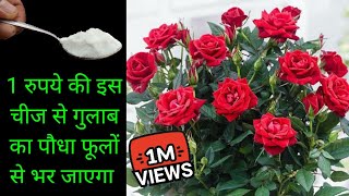Rose Plant Me Ye 3 Kam Abhi Kijiye Pattion Se Zyada Ful Ainge 100% Guarantee | How to grow Rose screenshot 1