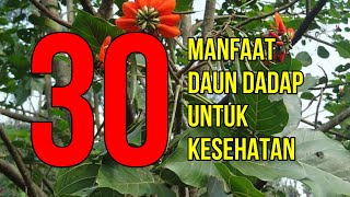 Ma Syaa Allah! Inilah 30 Manfaat Daun Dadap Untuk Kesehatan